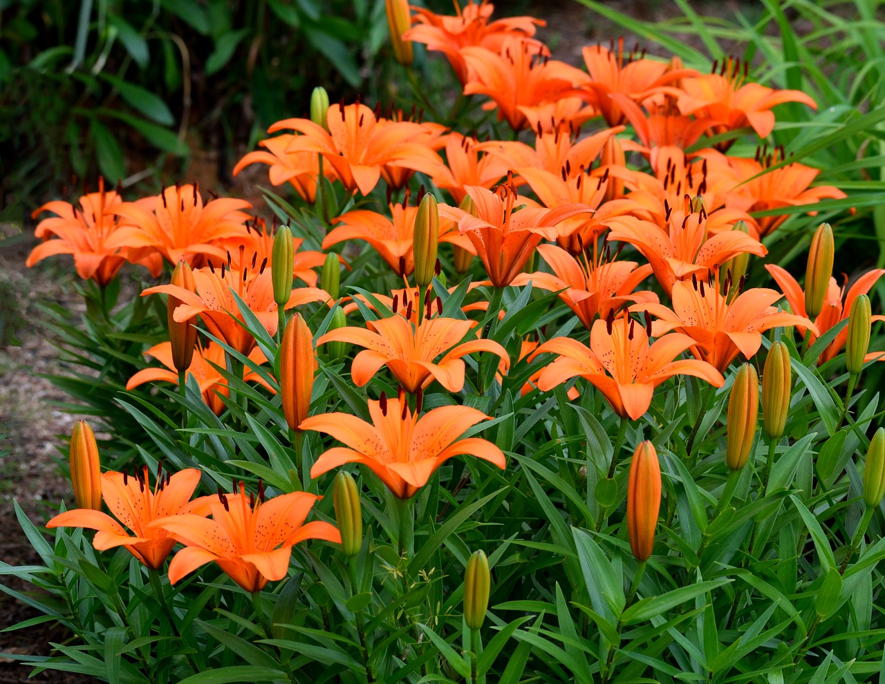 asian lilies  vibrant  orange free photo