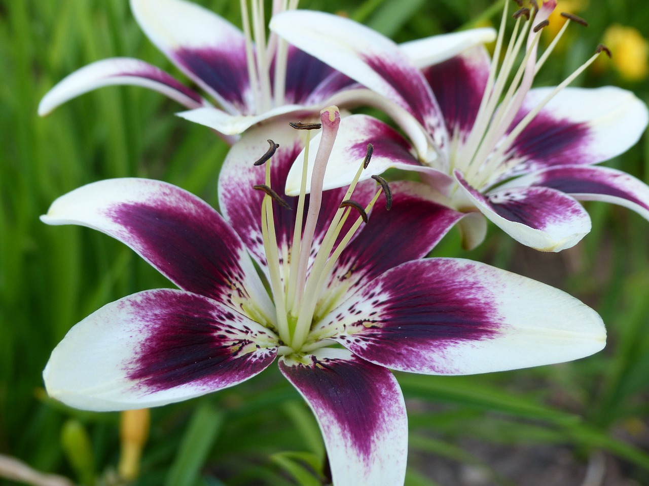 asian lily lilium cappuccino blossom free photo