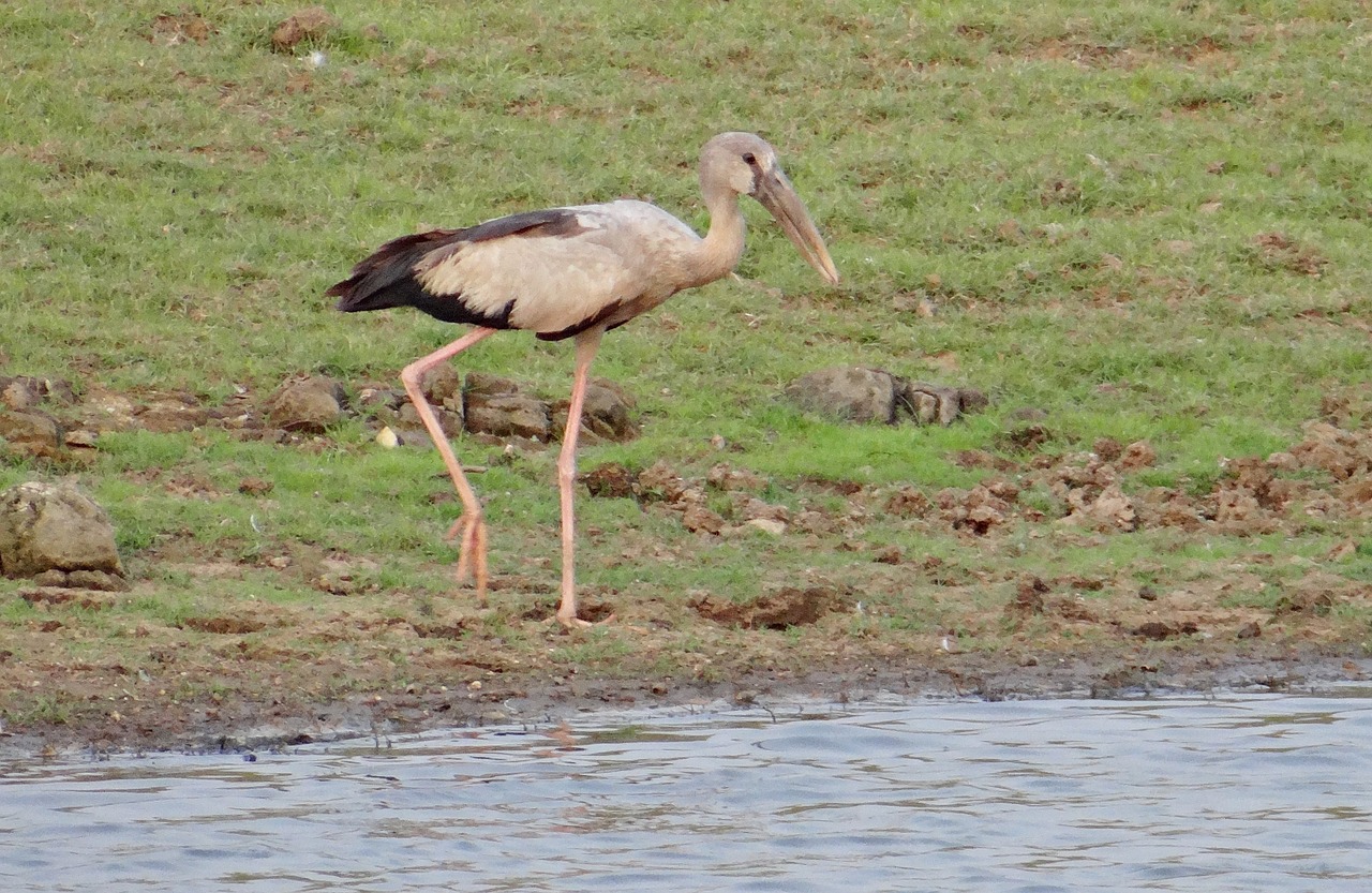 asian open bill stork openbill stork free photo