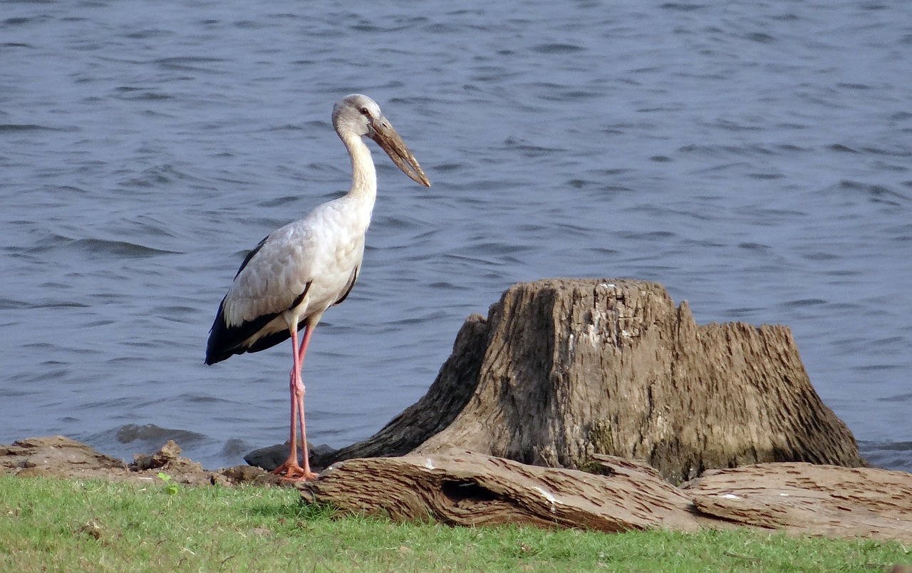 asian openbill asian openbill stork anastomus oscitans free photo