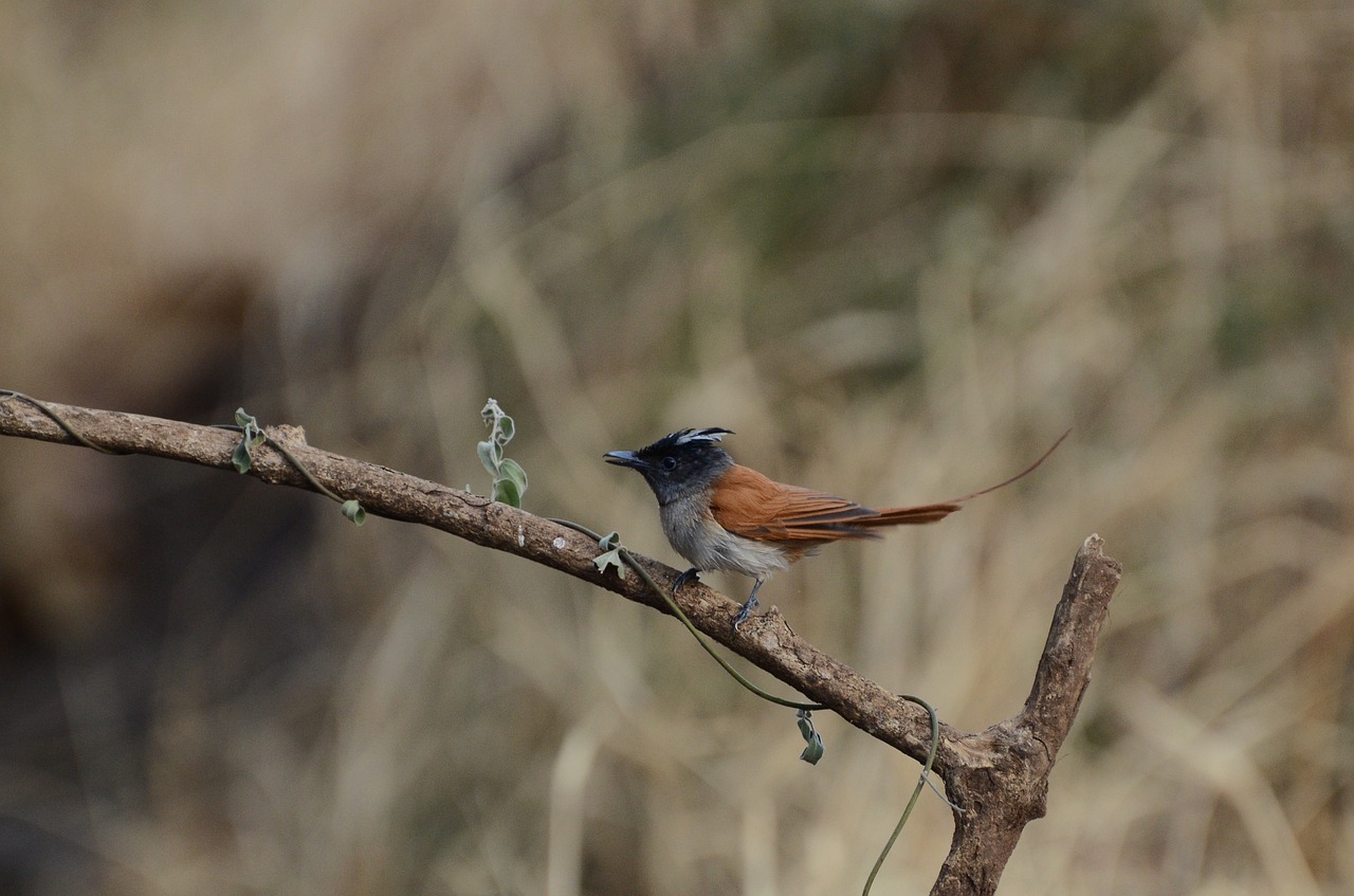 asian paradise fly catcher bird nature free photo