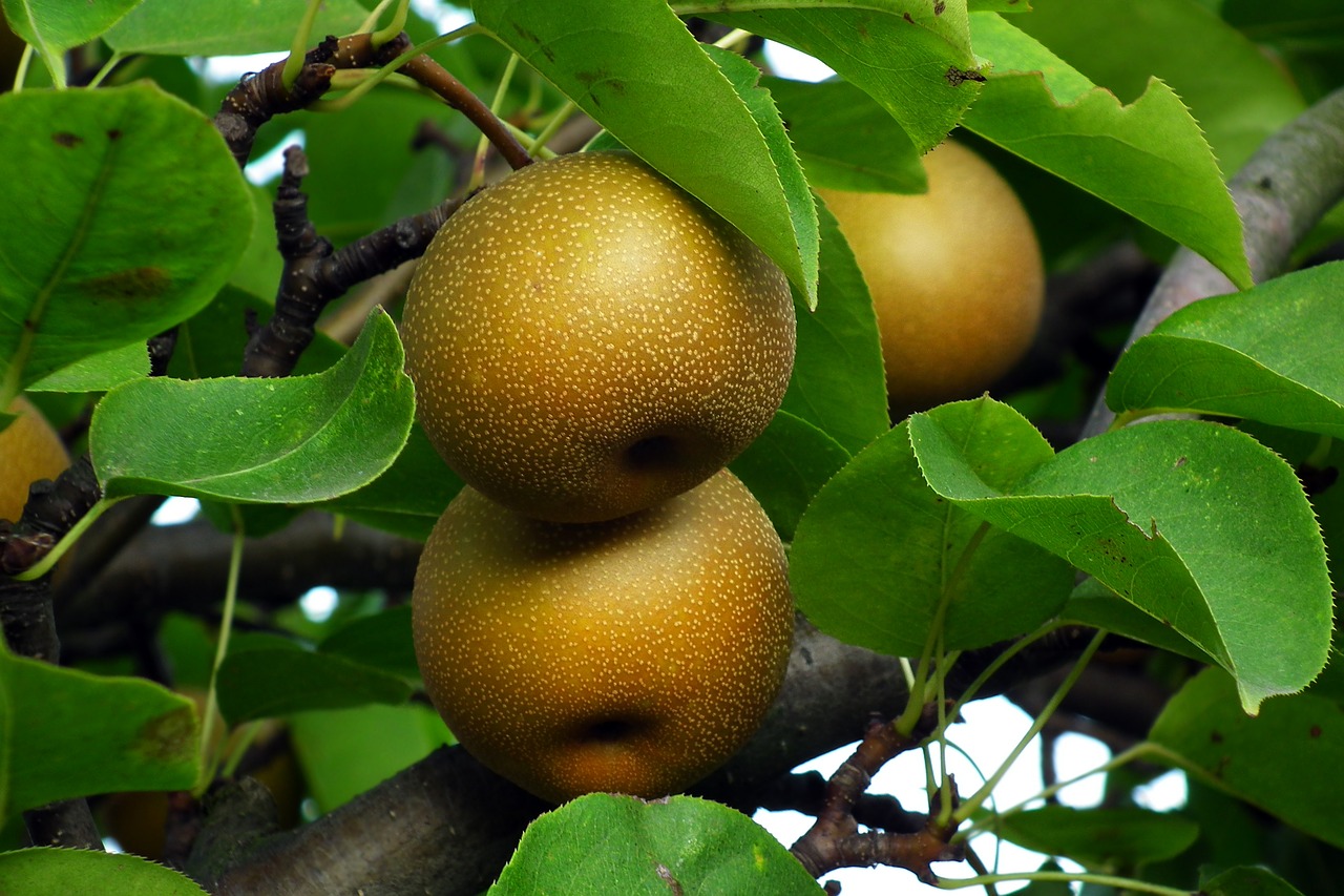 asian pear  fruit  tree free photo