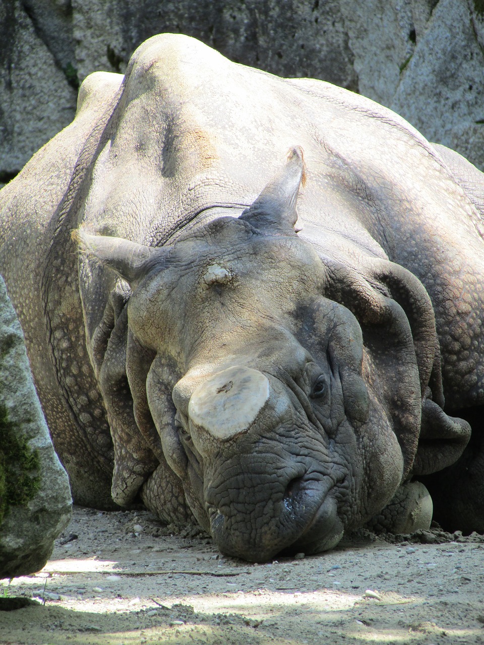 asian rhinoceros  animal park hellbrunn  rhino free photo