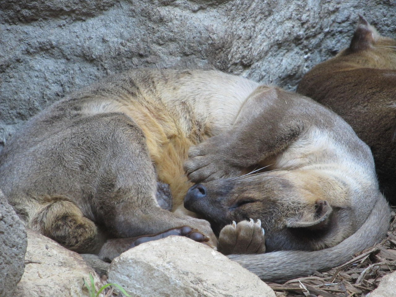 asian small clawed otter sleeping close-up free photo