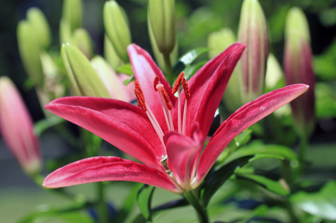 asiatic lily macro free photo