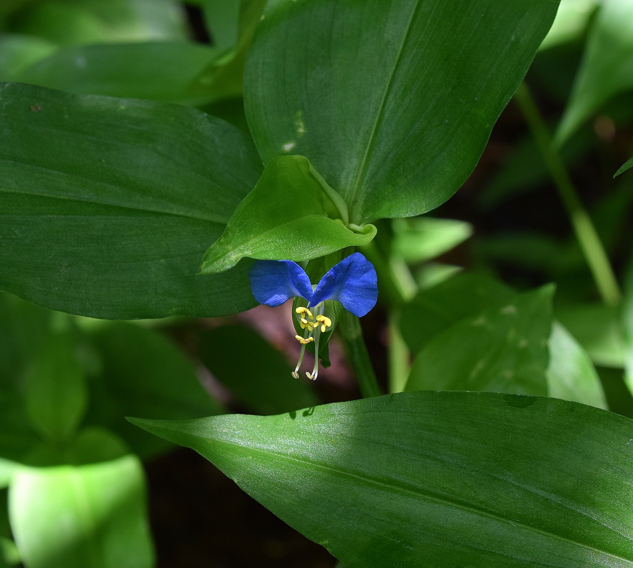 asiatic dayflower commelina communis wildflower free photo