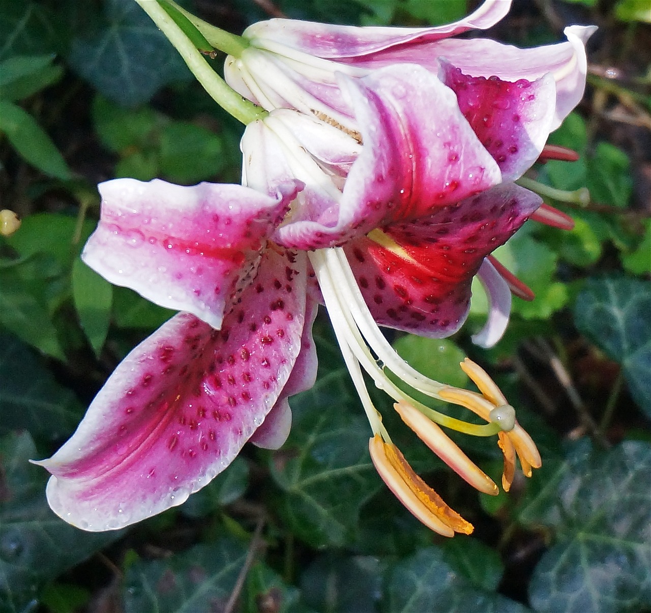 asiatic lily lily flower free photo