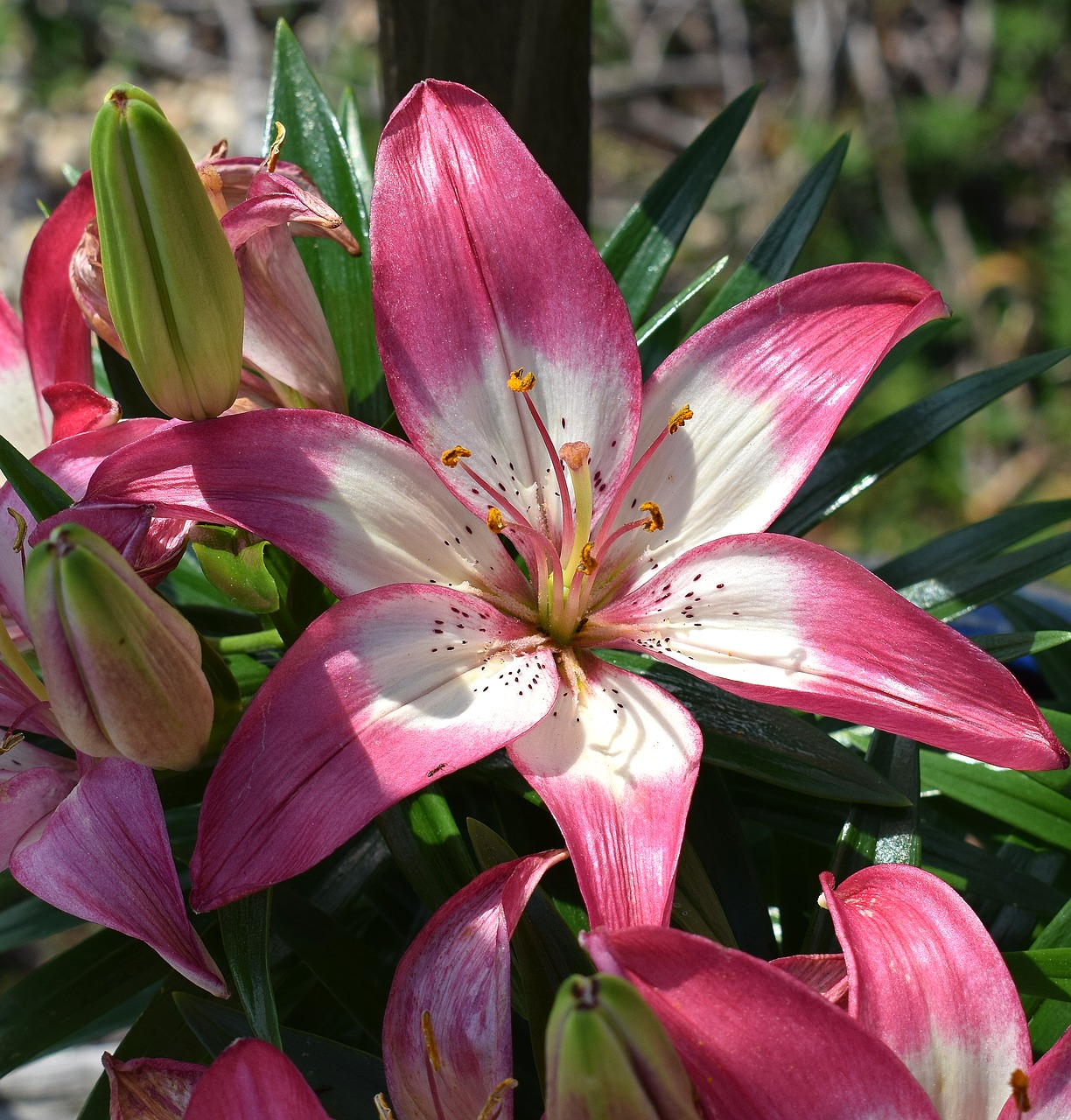 asiatic lily flower blossom free photo
