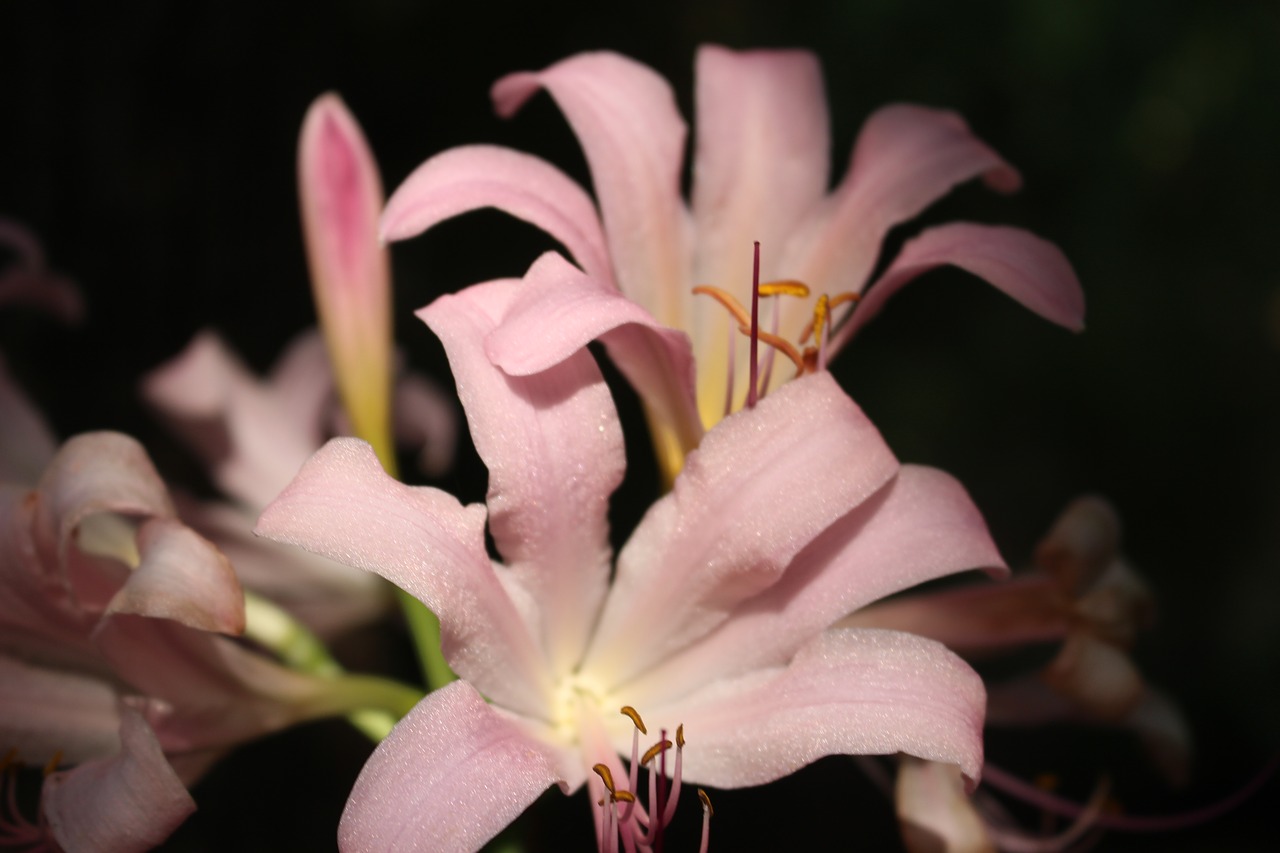 asiatic lily lily pink free photo