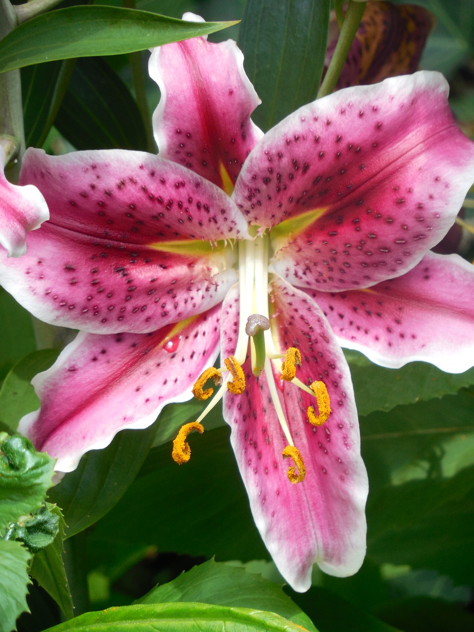 asiatic lily lily garden free photo