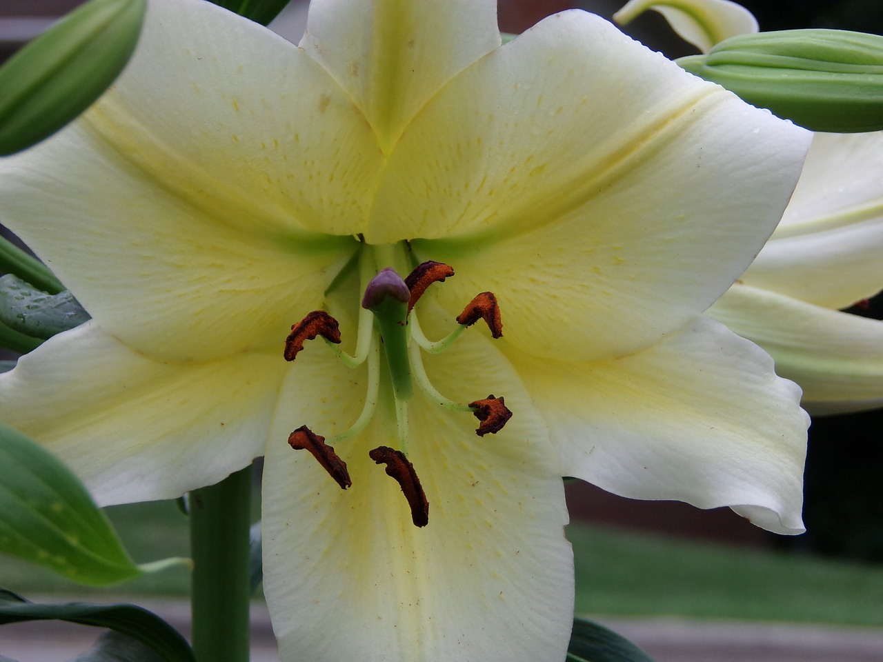 asiatic lily lily flower free photo