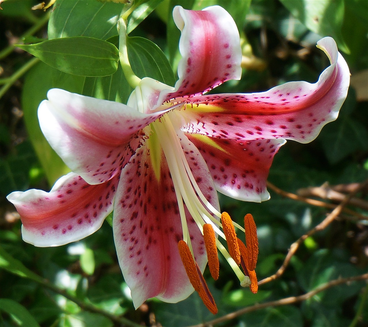 asiatic lily fully open asiatic lily lily free photo