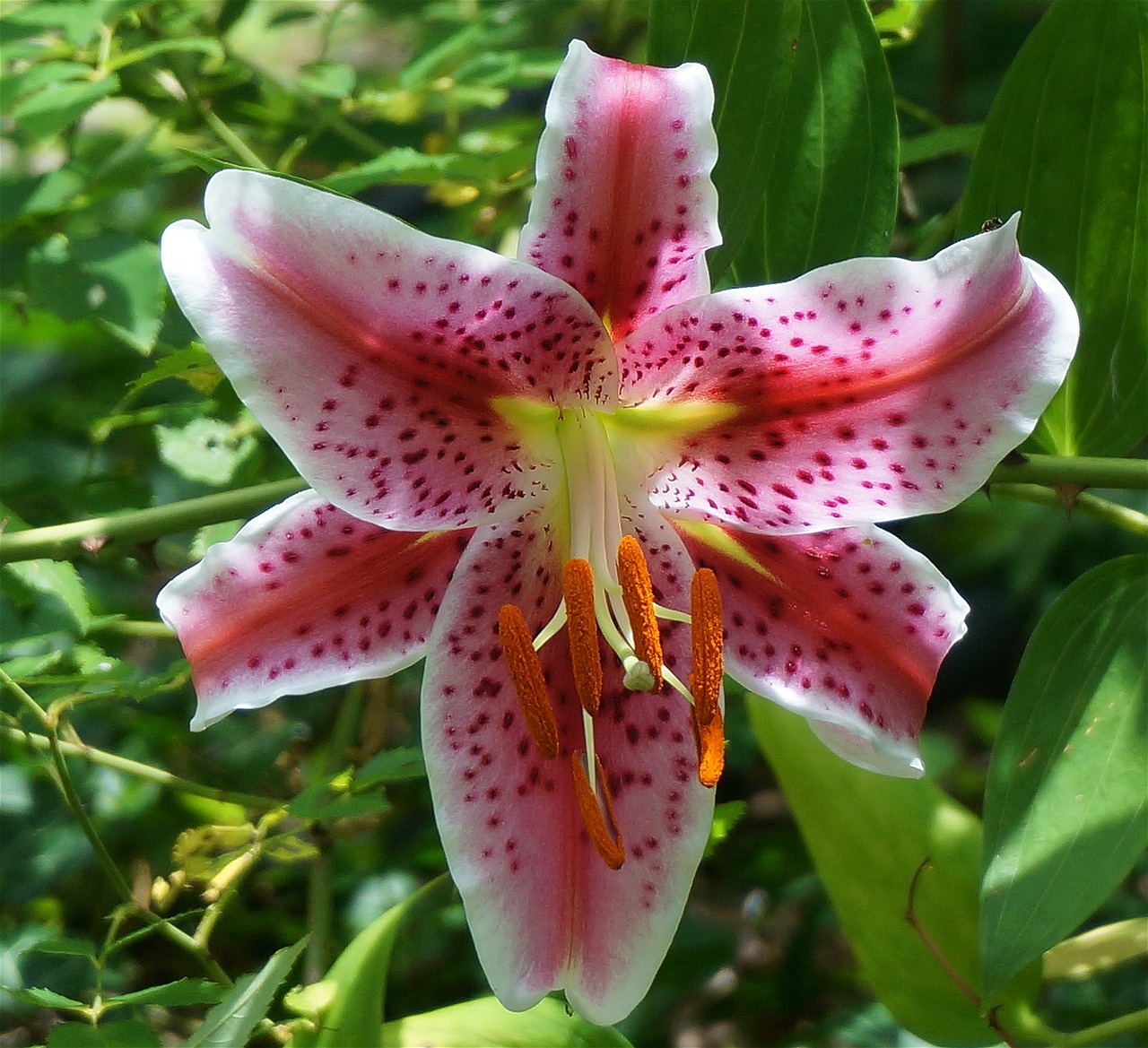 asiatic lily fully open asiatic lily lily free photo