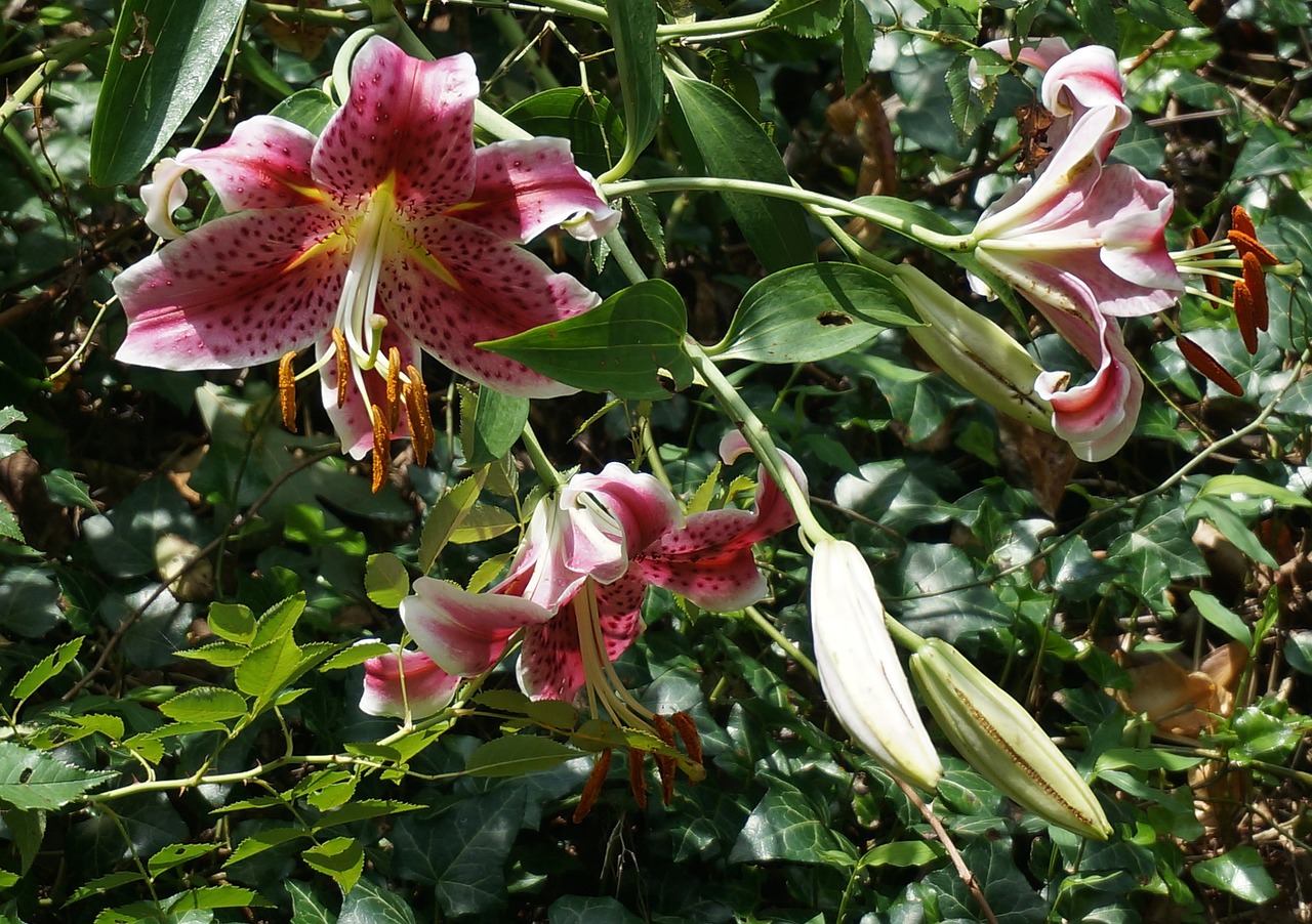 asiatic lily trio asiatic lily lily free photo