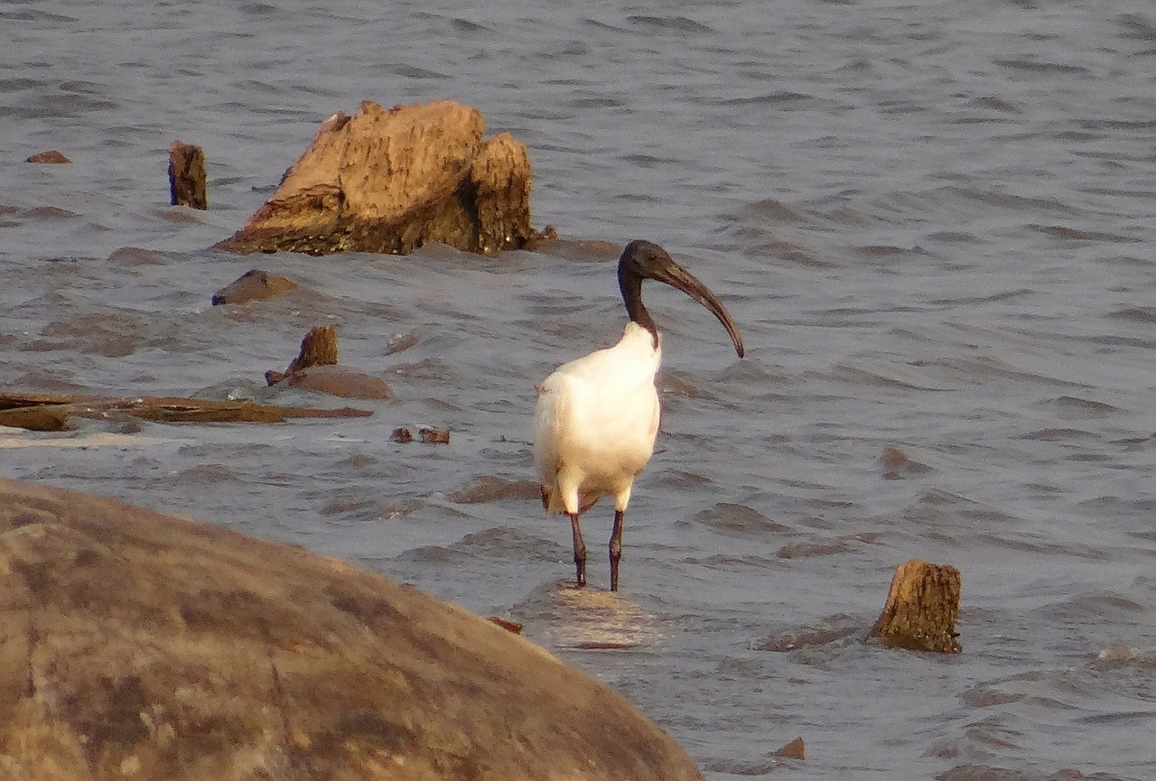 asiatic white ibis ibis whie ibis free photo