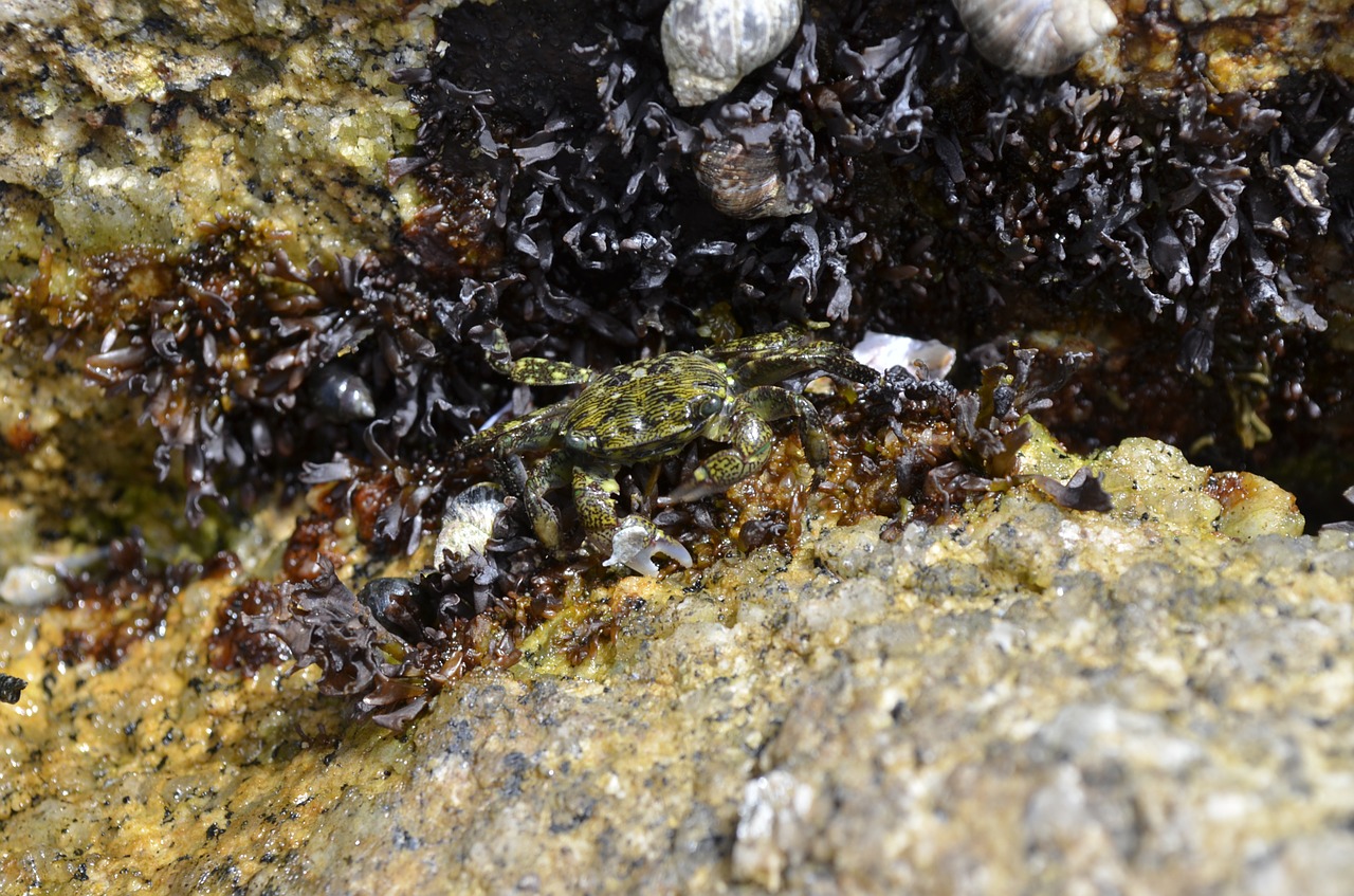 asilomar-tidepools crab ocean free photo