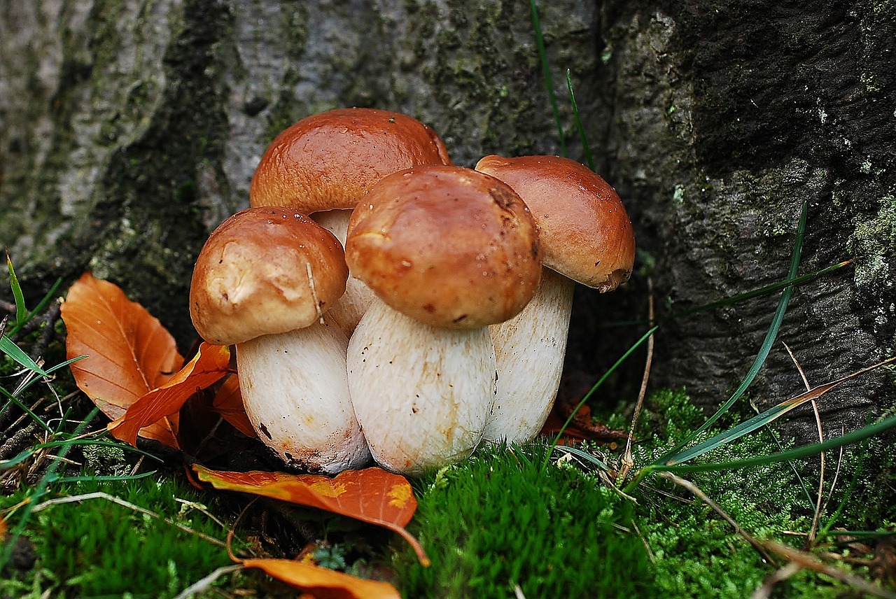 asked porcini mushrooms mushroom free pictures free photo