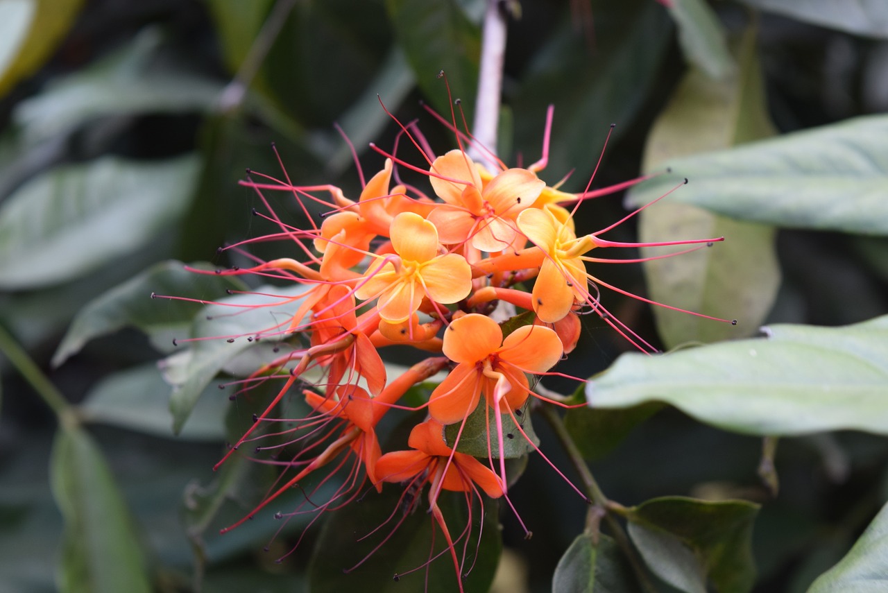 asoka flower saraca indica free photo