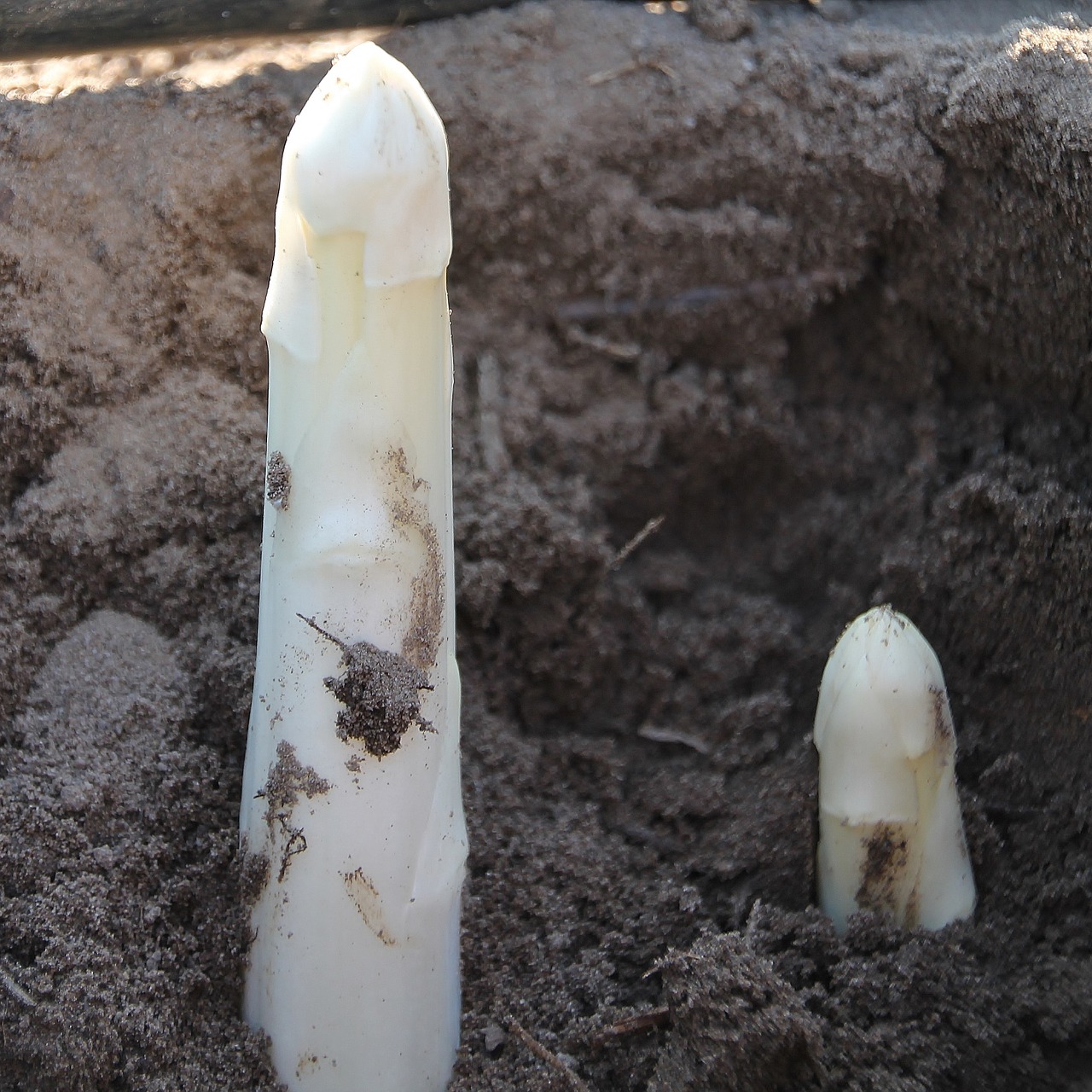 asparagus harvest vegetables free photo