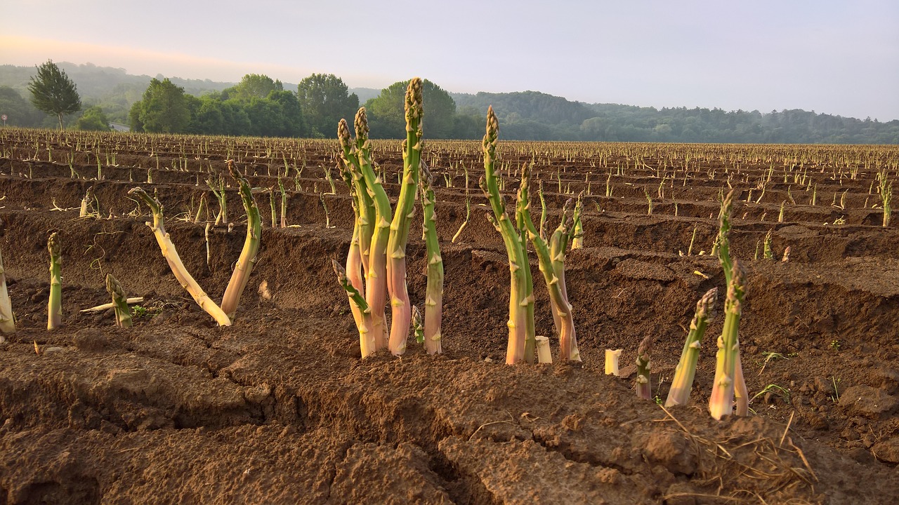 asparagus vegetables agriculture free photo