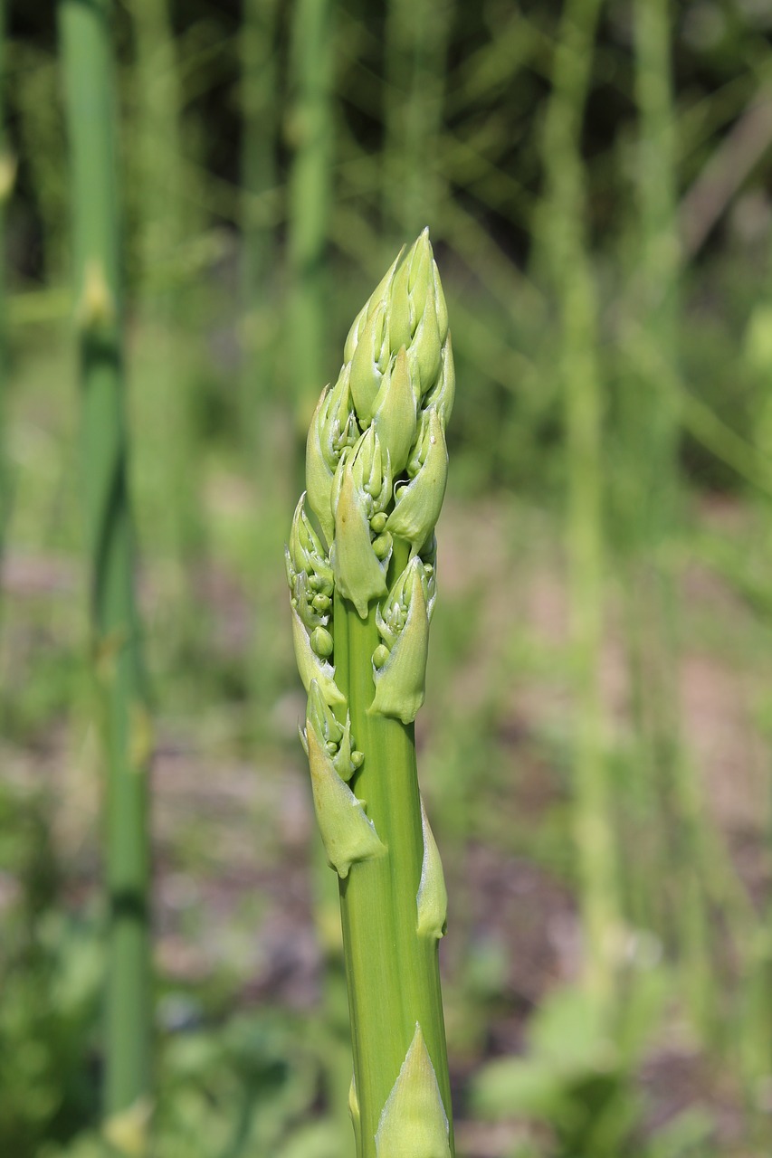 asparagus aspargeshoved green asparagus free photo