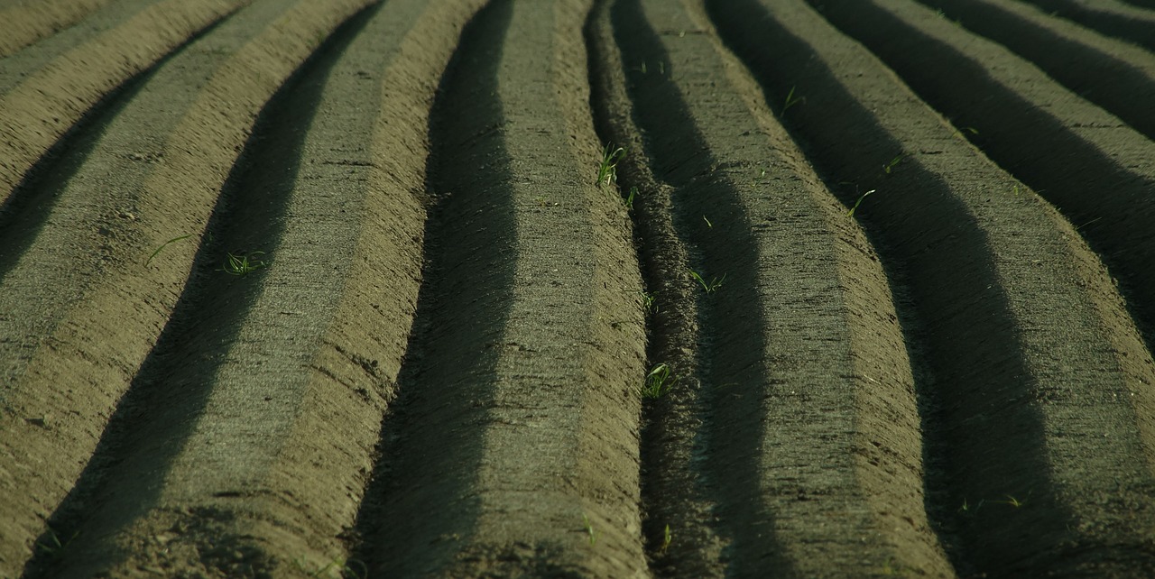 asparagus spargelbeet furrow free photo