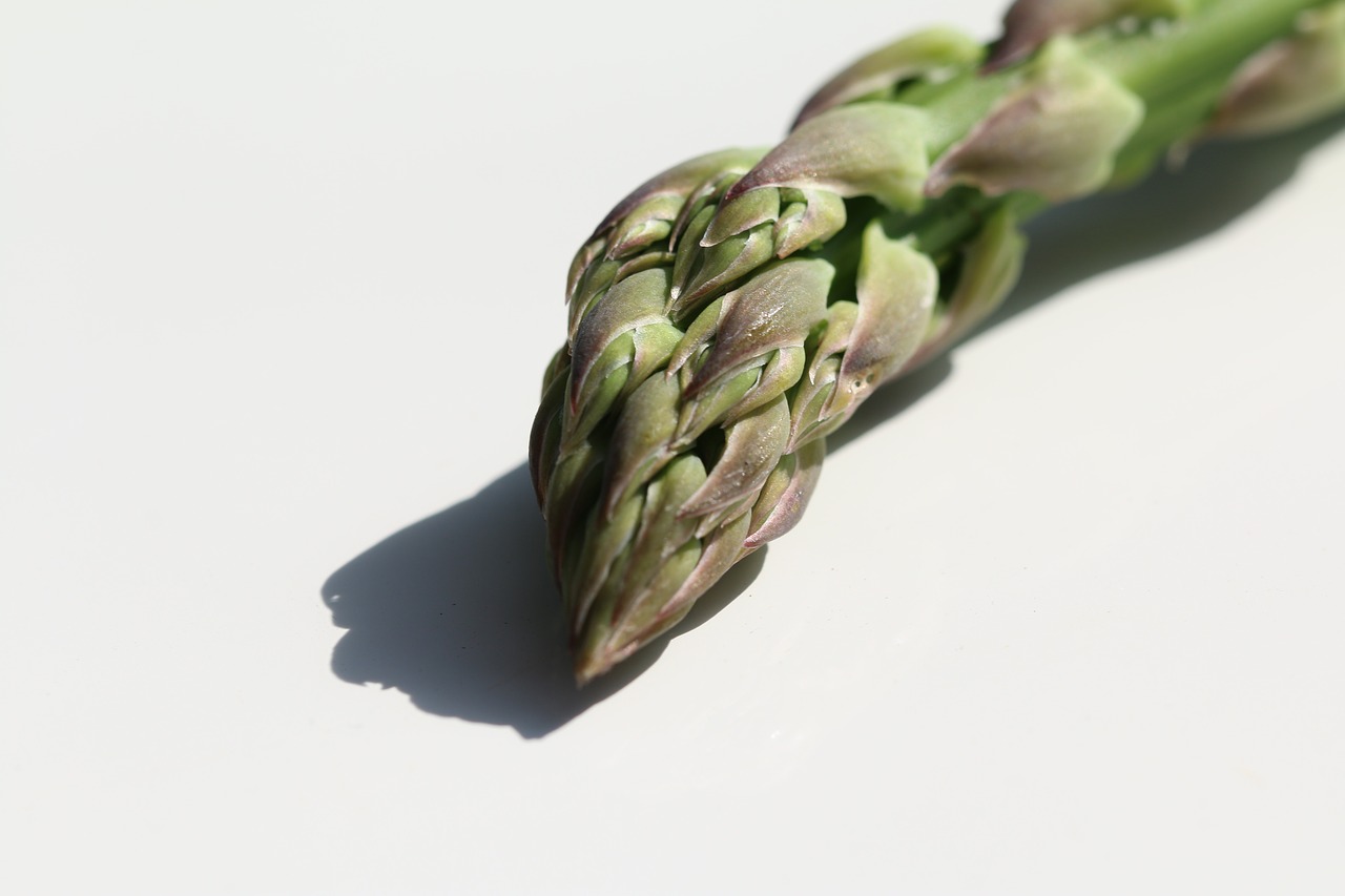 asparagus  vegetable  macro free photo