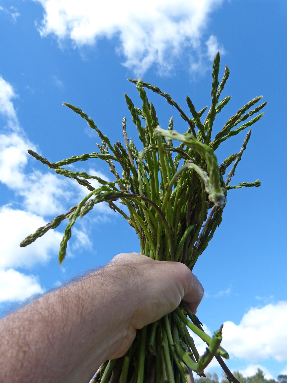 asparagus  asparagus wild  harvest free photo