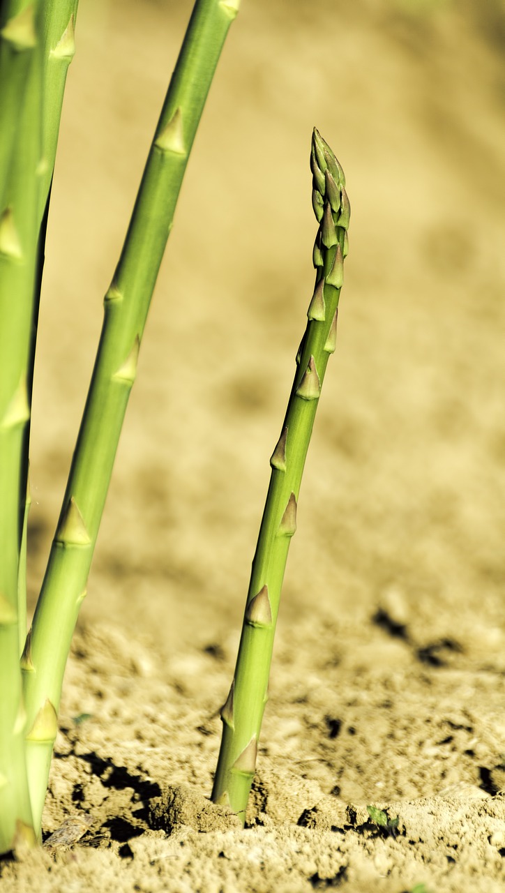 asparagus green ground free photo