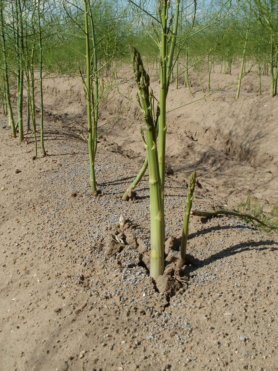asparagus food fields free photo