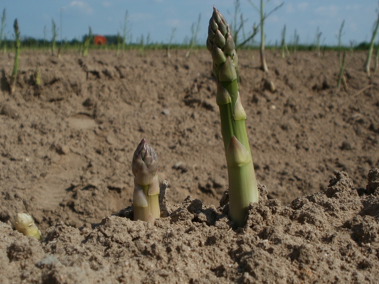 asparagus field agriculture free photo