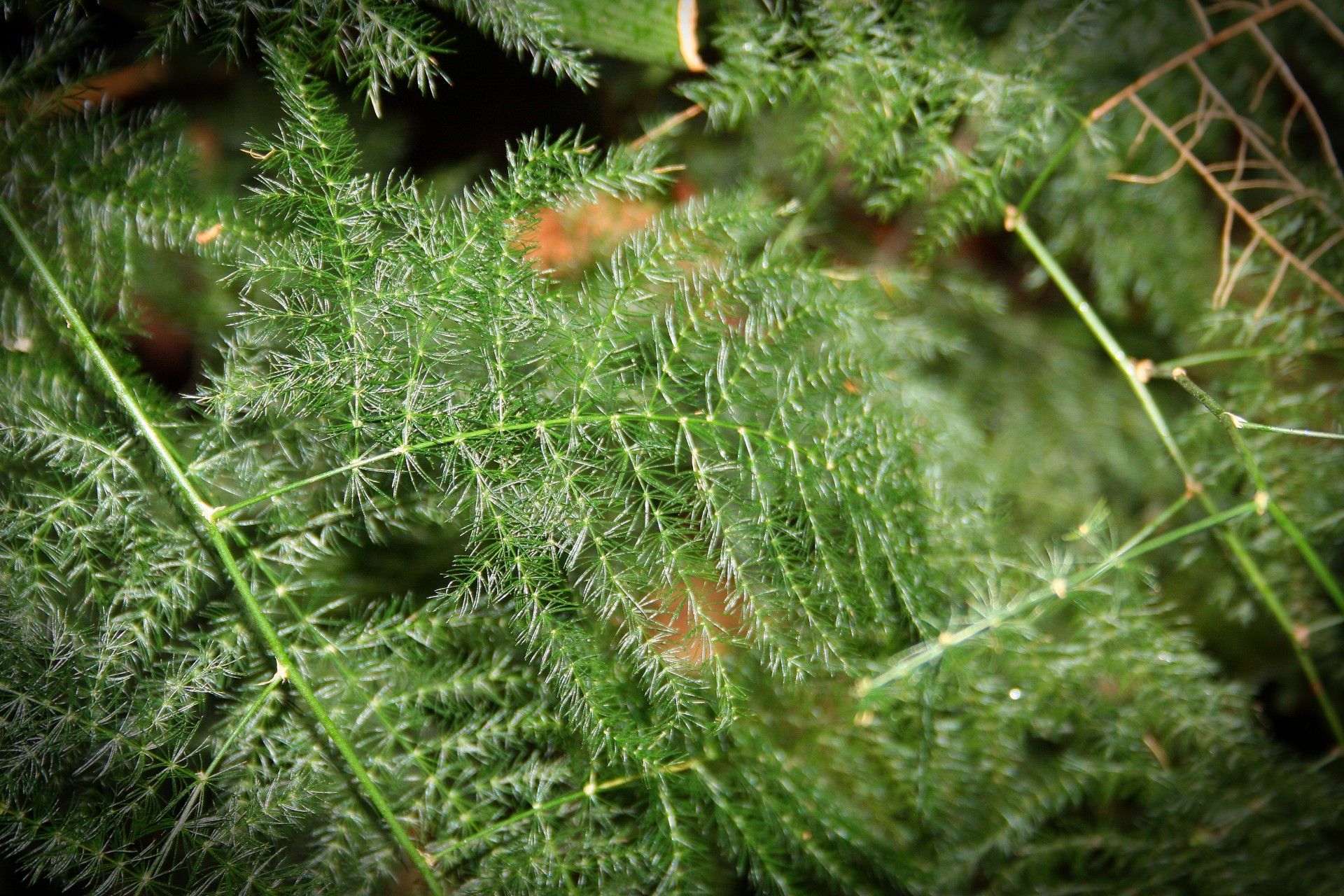 fern green delicate free photo