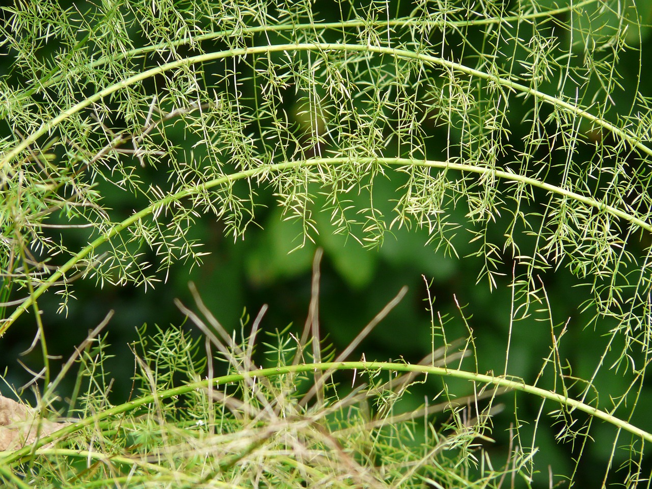 asparagus fern asparagus densiflorus ornamental plant free photo