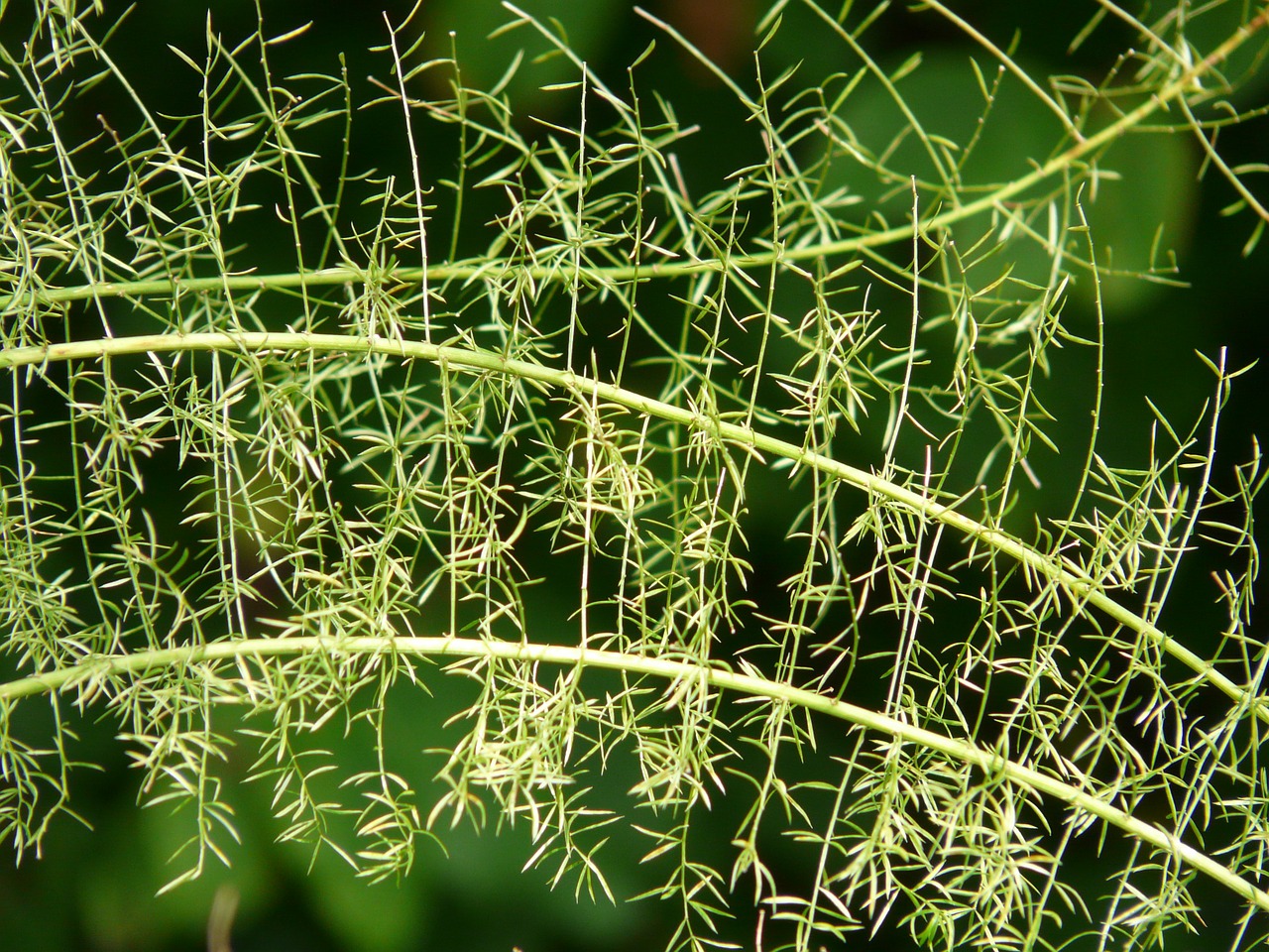 asparagus fern asparagus densiflorus ornamental plant free photo