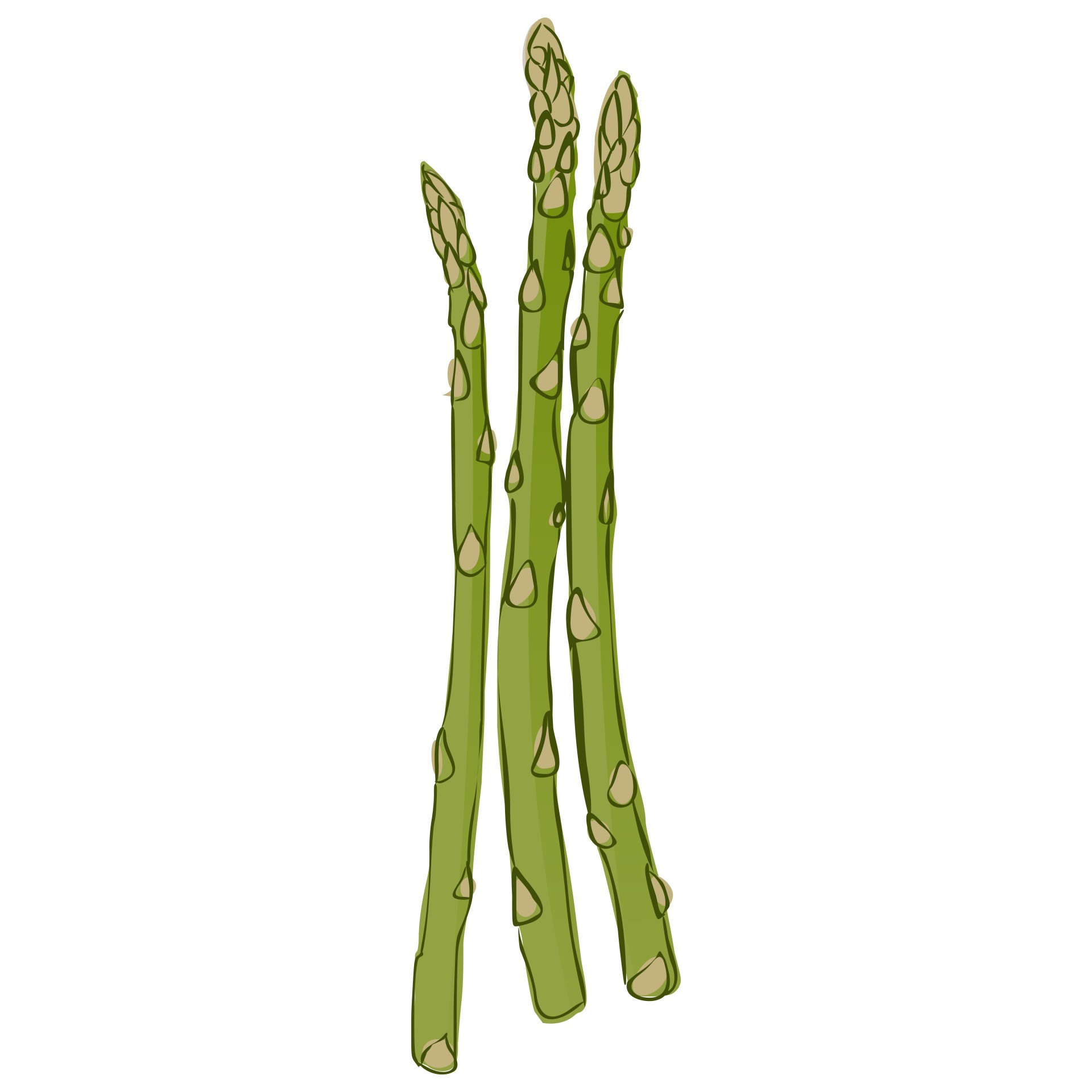 asparagus watercolor art free photo