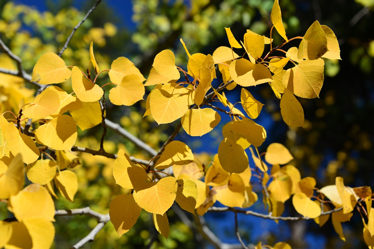 aspen autumn fall free photo