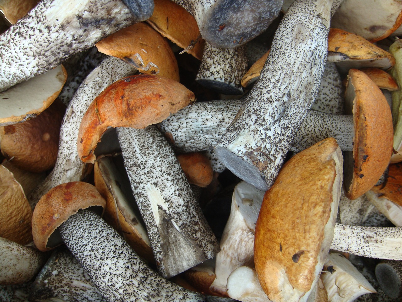 aspen mushrooms autumn free photo