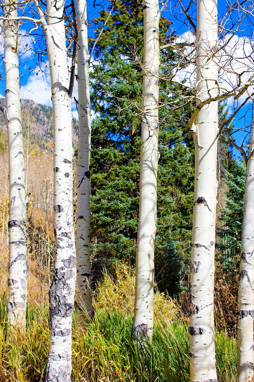 aspen autumn colorado free photo