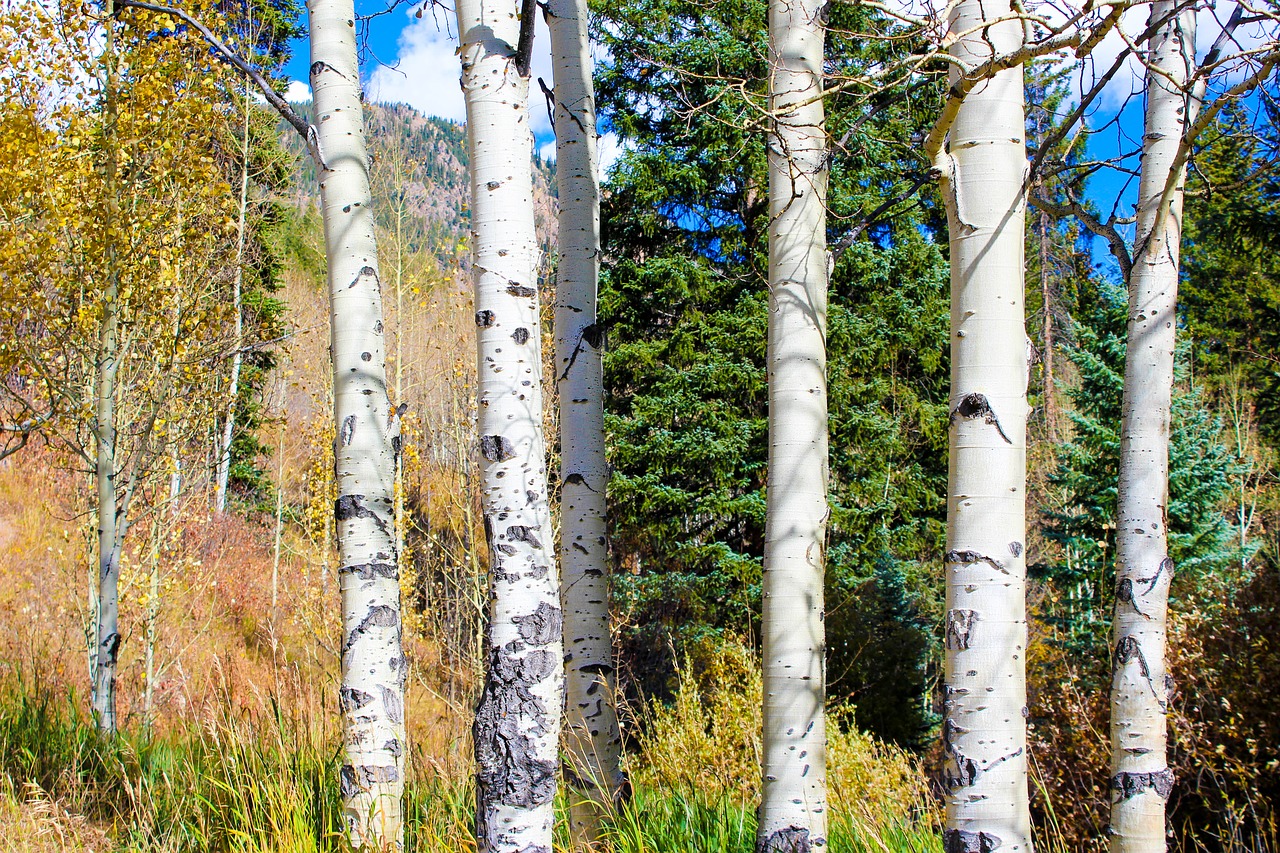 aspen color autumn free photo