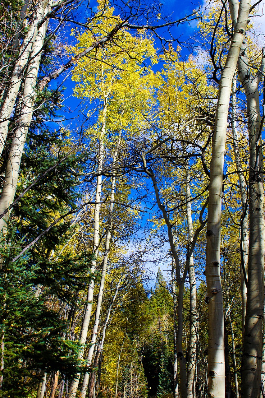 aspen colorado mountains quaking free photo