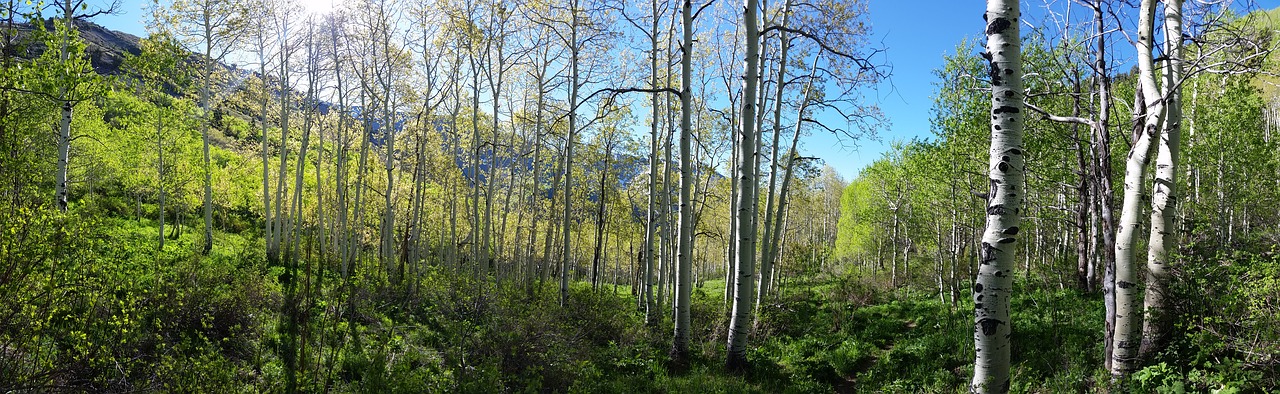 aspen forest spring free photo