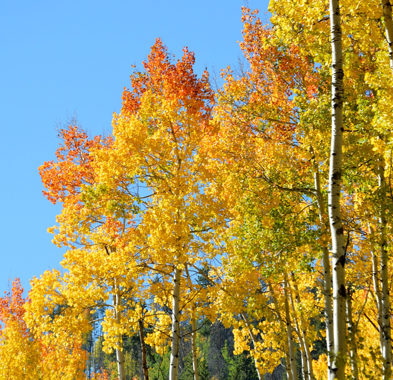 aspen fall color free photo