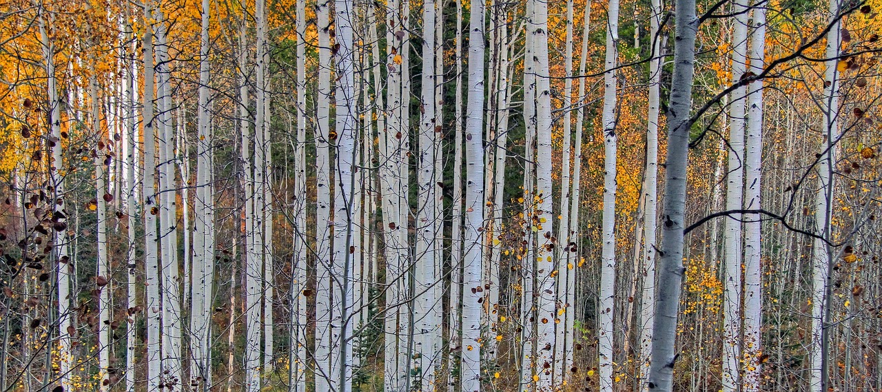 aspen forest trees free photo