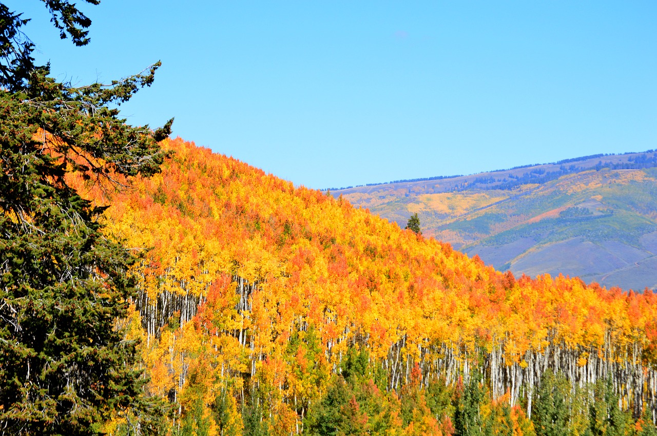 aspen trees autumn free photo