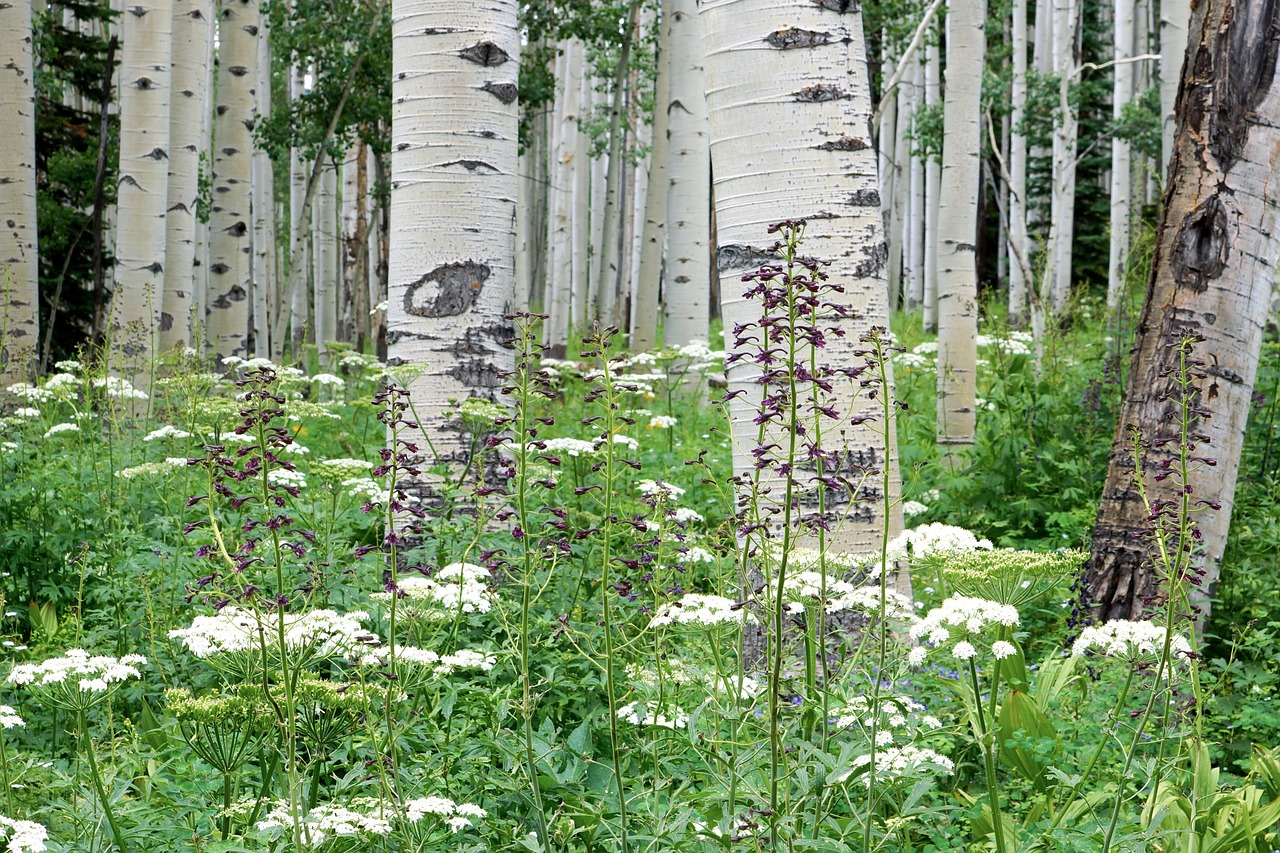 aspen forest wildflower free photo