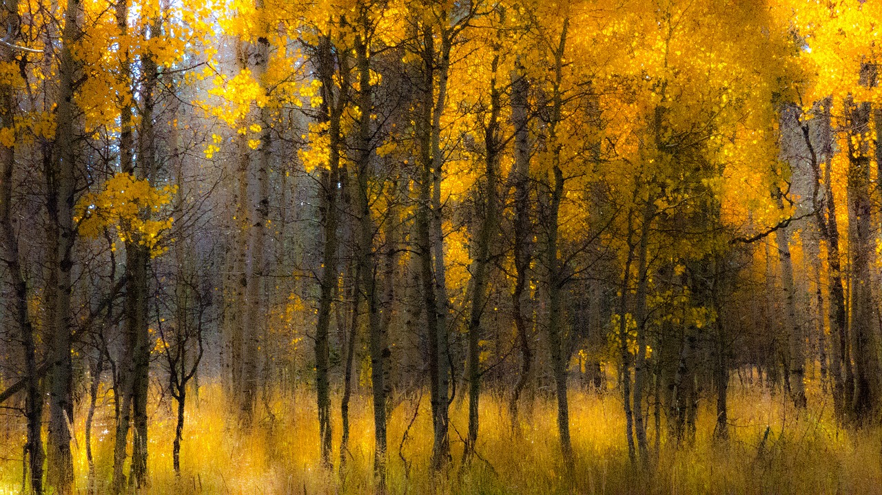 aspen yellow fall free photo