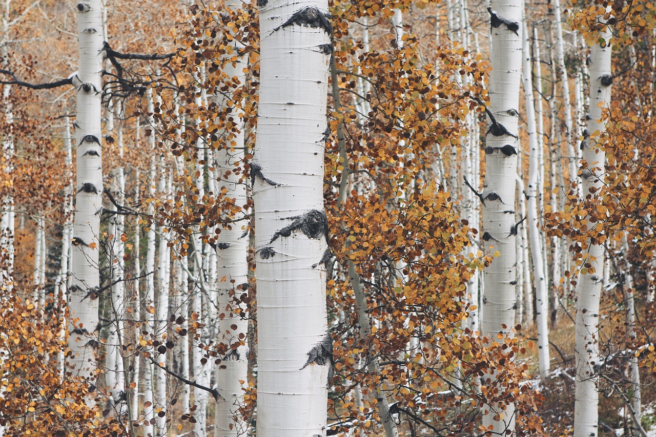 aspen tree forest free photo