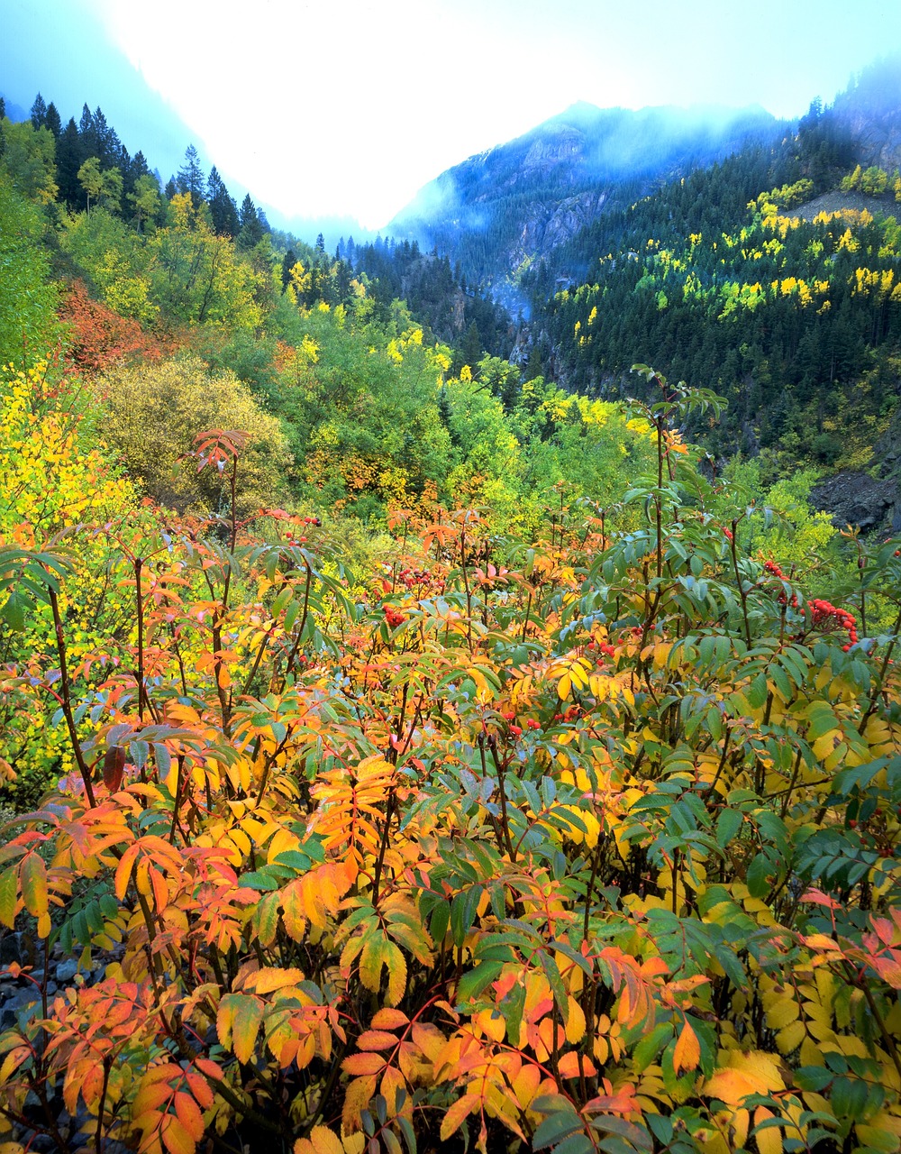 aspen autumn colorado free photo