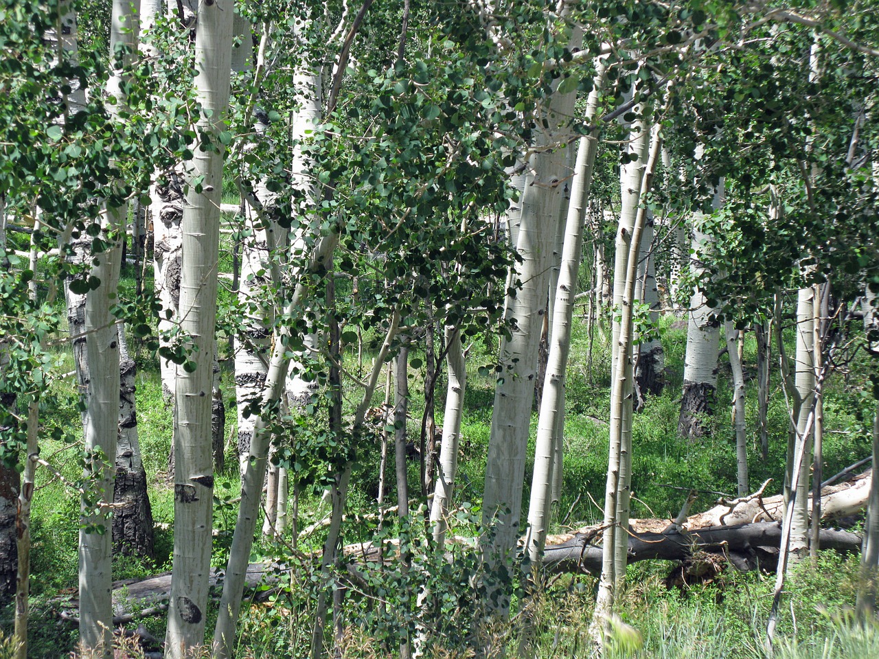 aspen birch forest free photo