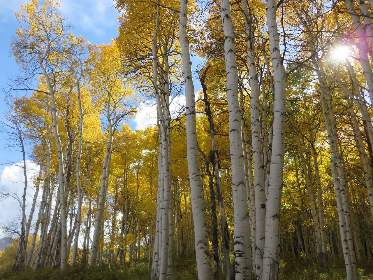 aspen tree colorado free photo